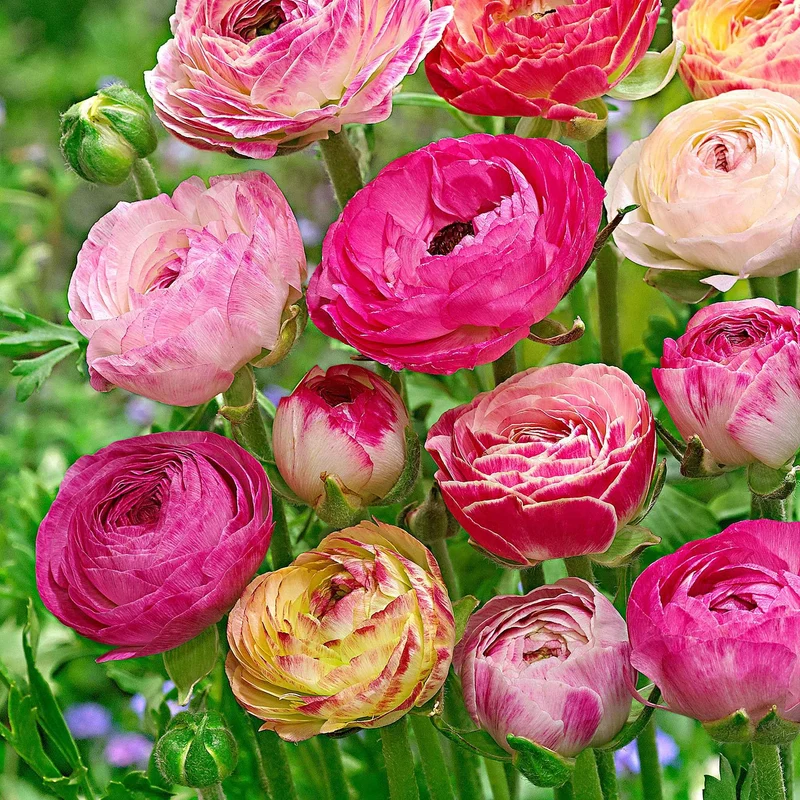Gefüllte Ranunkeln ‘Peony Blend’ Mischung (x15)