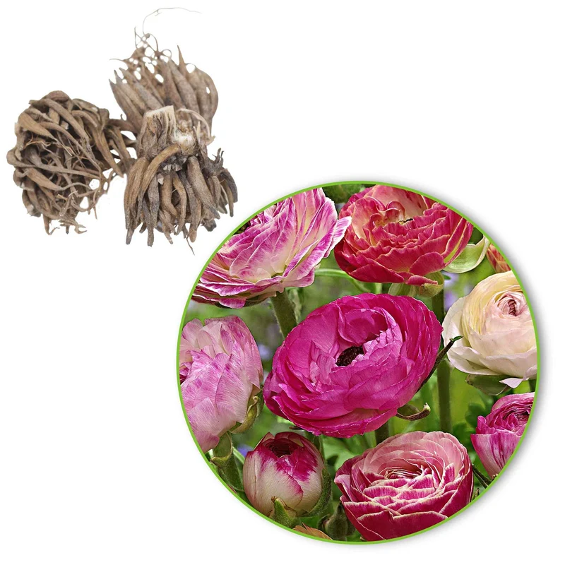 Gefüllte Ranunkeln ‘Peony Blend’ Mischung (x15)