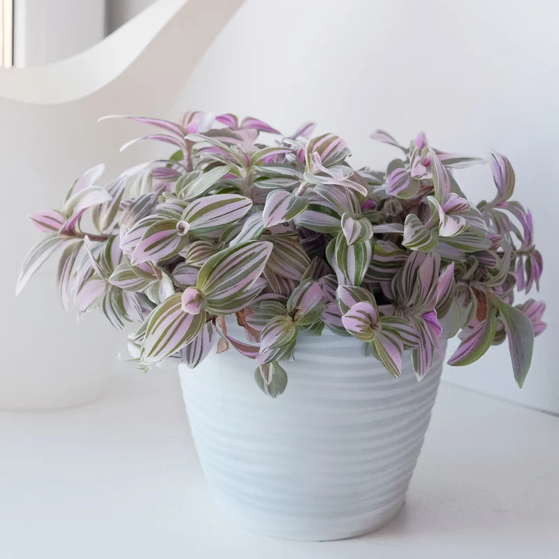 Tradescantia ‘Nanouk’ weiß blühend
