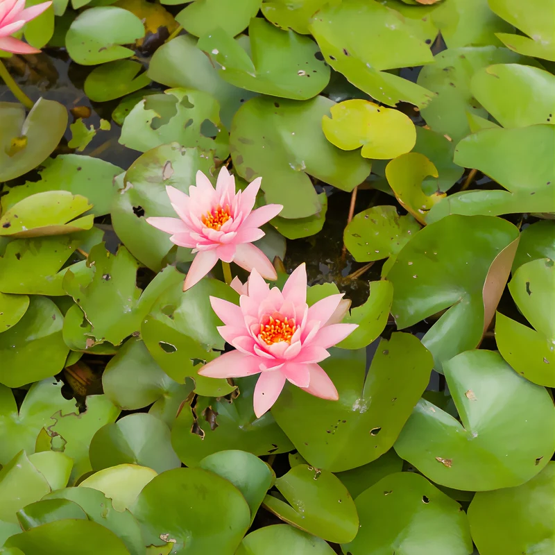 Seerose ‘Colorado’
