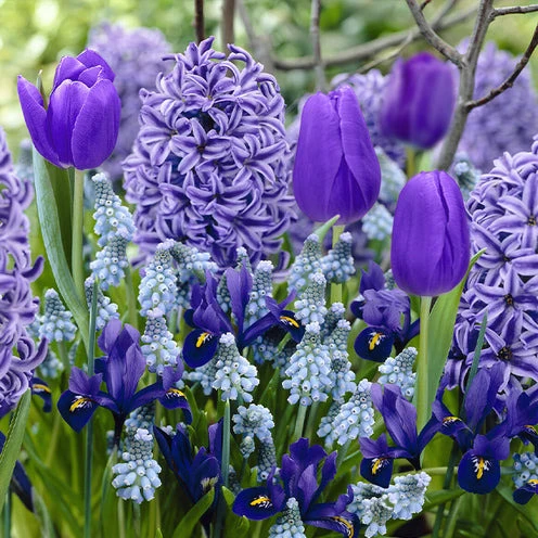 Blumenzwiebeln Blauer Rand-Mischung (x35)