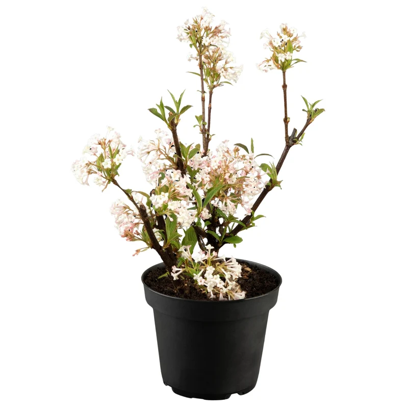 Winterschneeball 'Charles Lamont'
