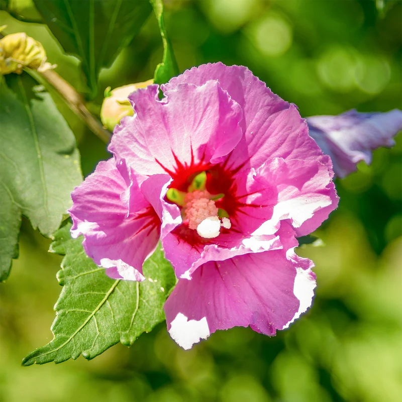 Hibiskus Woodbridge