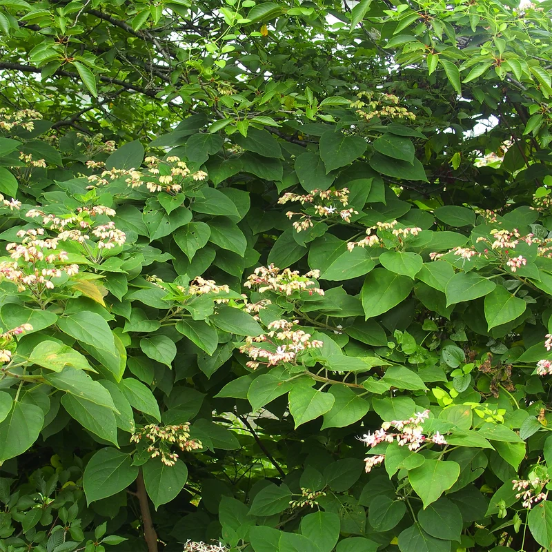 Losbaum (Clerodendrum)