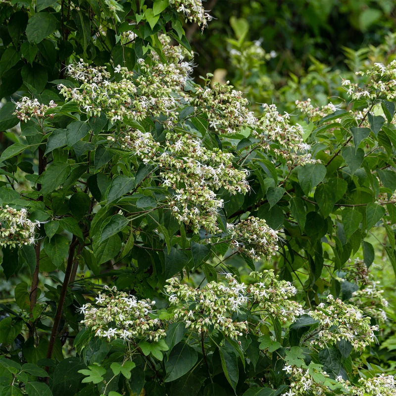 Losbaum (Clerodendrum)