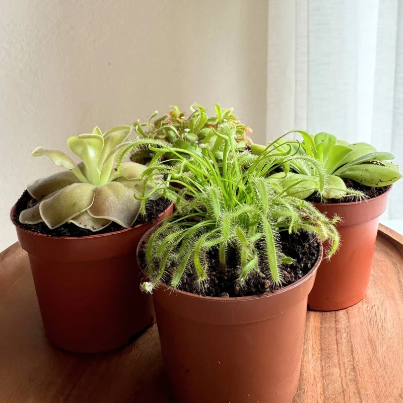 Zimmerpflanzen-Set "Natürliche Insektenfalle“