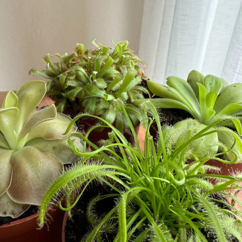 Zimmerpflanzen-Set "Natürliche Insektenfalle“