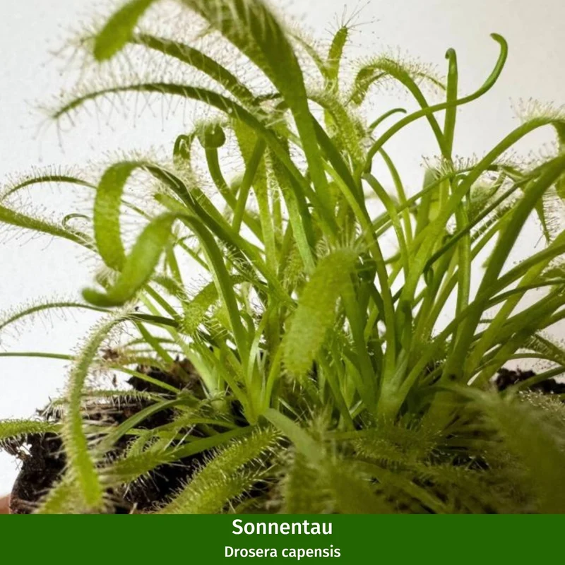Zimmerpflanzen-Set "Natürliche Insektenfalle“