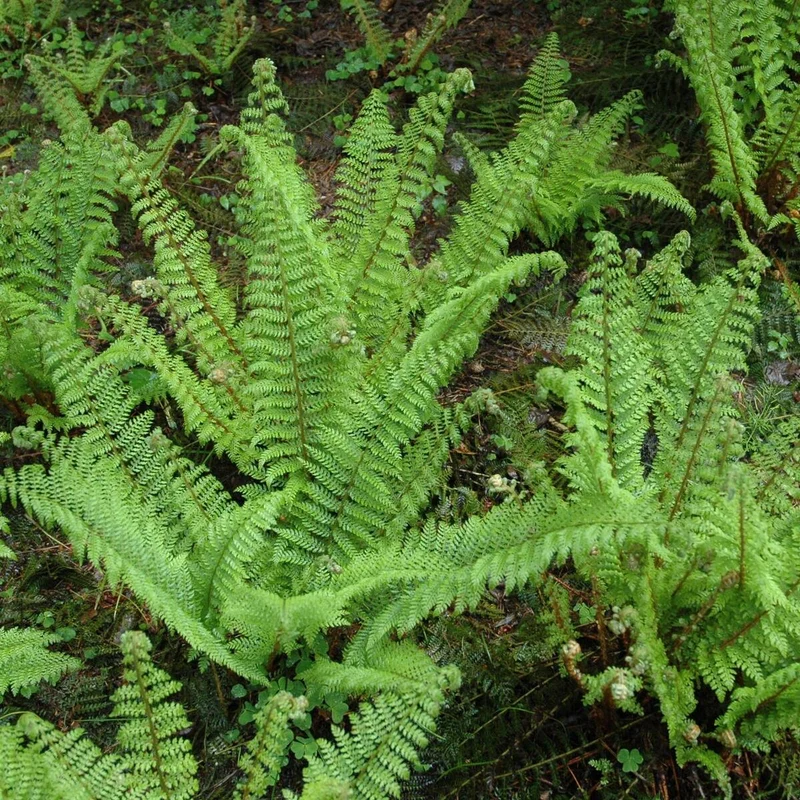 Schmaler Filigranfarn 'Proliferum'