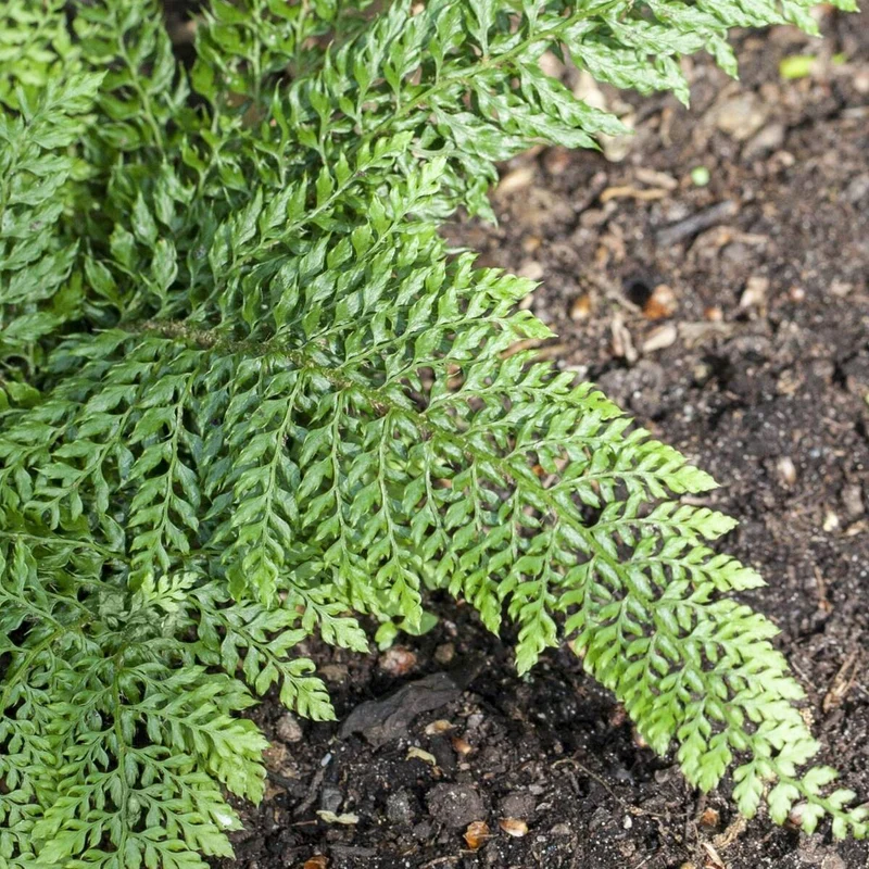 Schmaler Filigranfarn 'Proliferum'