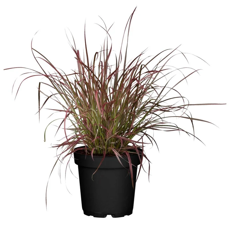 Rotes Federborstengras 'Fireworks'