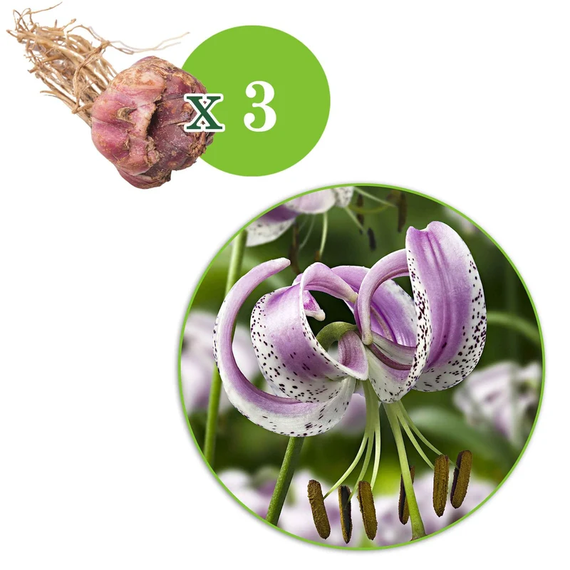 Lankongense Lilie (x3)