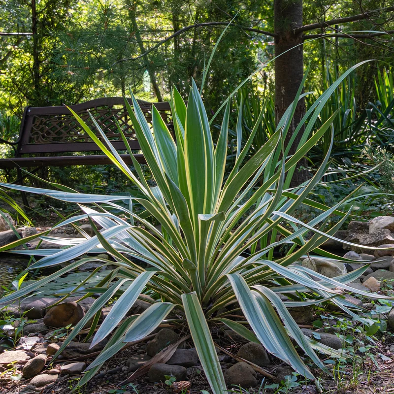 Kerzen-Palmlilie ‘Variegata’