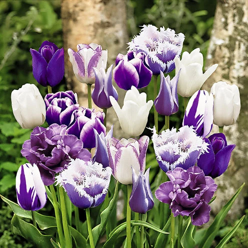 Tulpen 'Paradis' Mischung (x20)