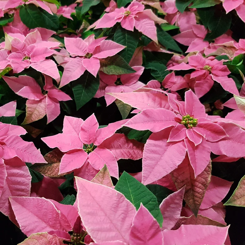 Rosa Poinsettia