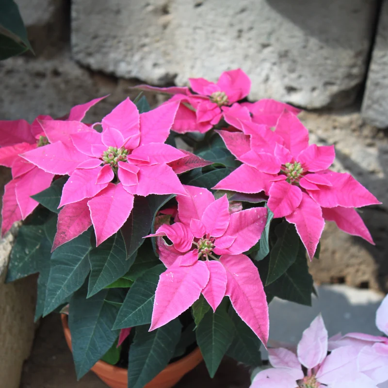 Rosa Poinsettia