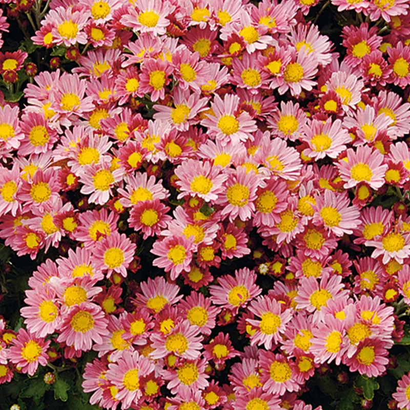 Pazifik-Chrysantheme ‘Bengo Rosa’