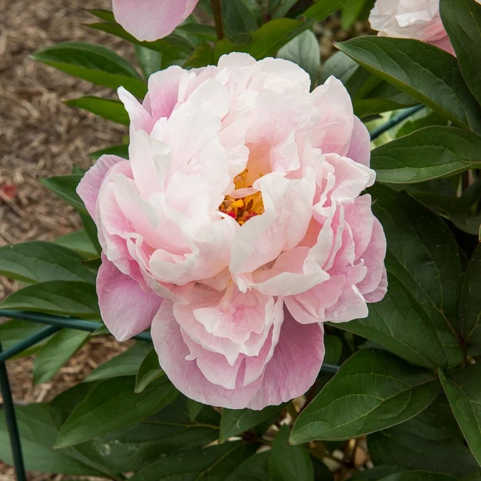 Pfingstrose Lady Alexandra Duff