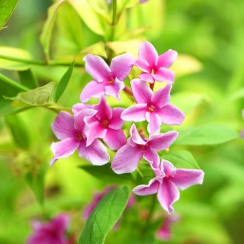 Duftjasmin 'Starry Summer Scent'