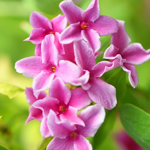 Duftjasmin 'Starry Summer Scent'