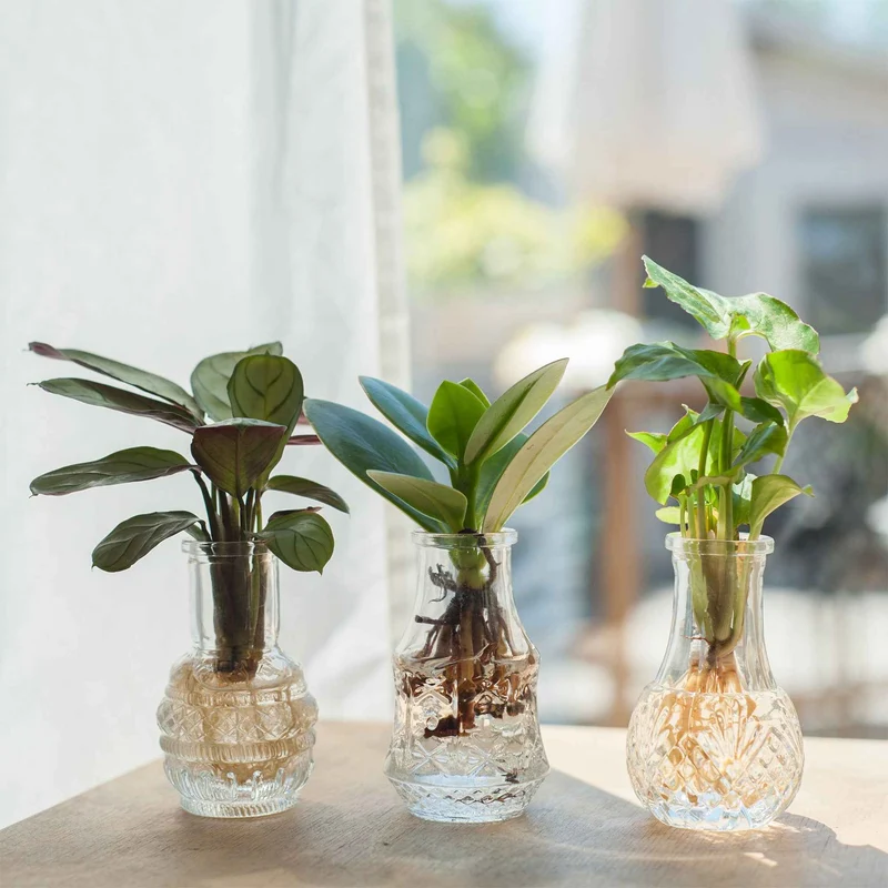 Syngonium Pixie, Clusia Princess, Ctenanthe Amagris