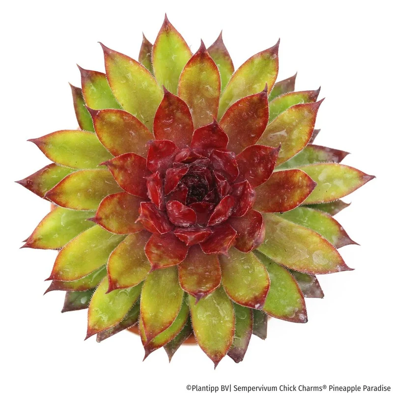 Hauswurz Chick Charms® 'Pineapple Paradise'