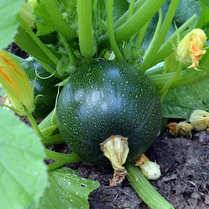 Zucchini Eight Ball F1