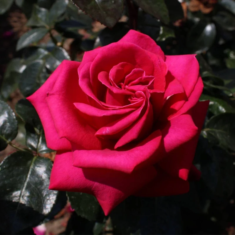 Parfum de Nature® Edelrose 'Hot Lady®'