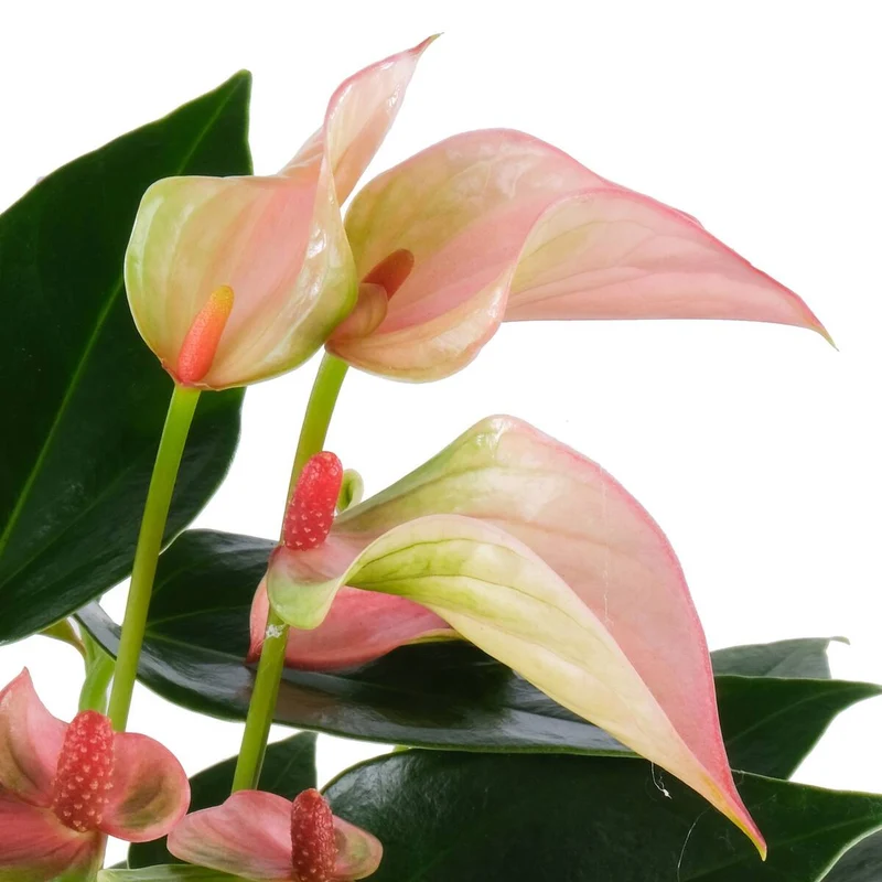 Flamingoblume 'Matata'