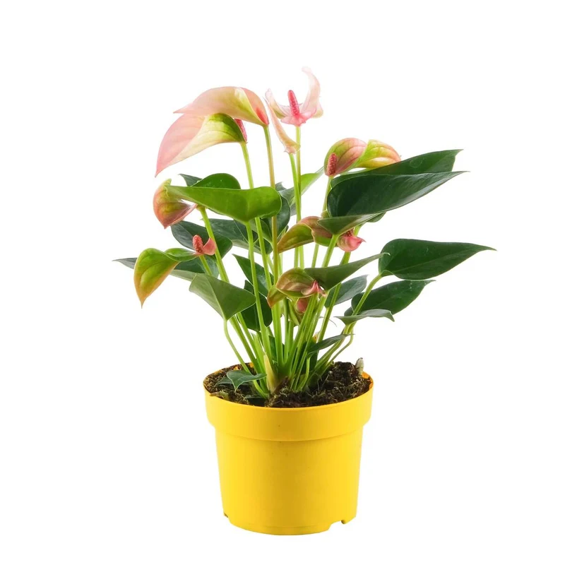 Flamingoblume 'Matata'