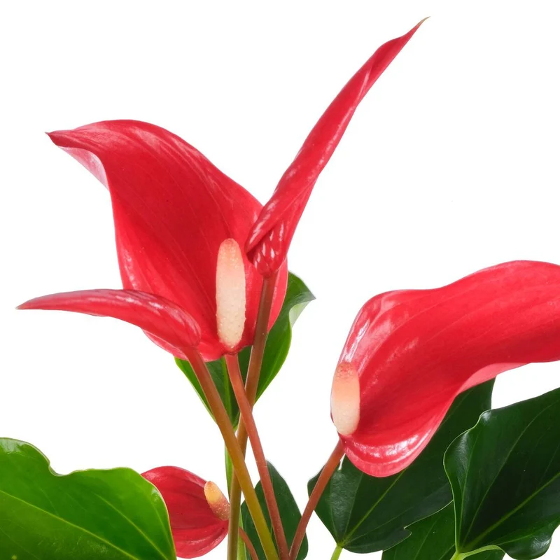 Flamingoblume 'Banderola Roya'