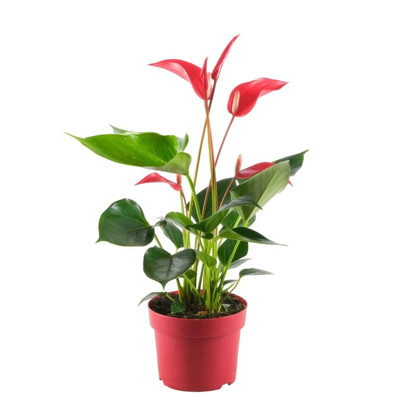 Flamingoblume 'Banderola Roya'
