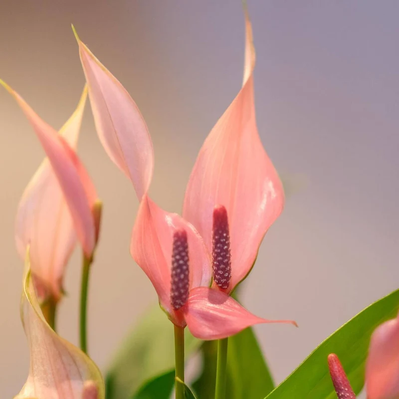 Flamingoblume 'Lilli'