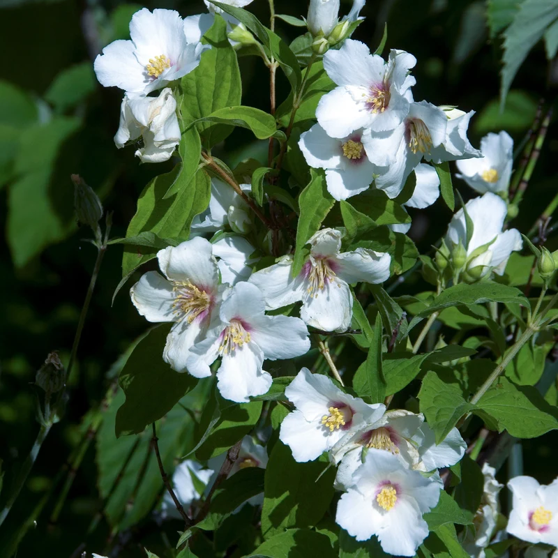 Gartenjasmin 'Belle Etoile'