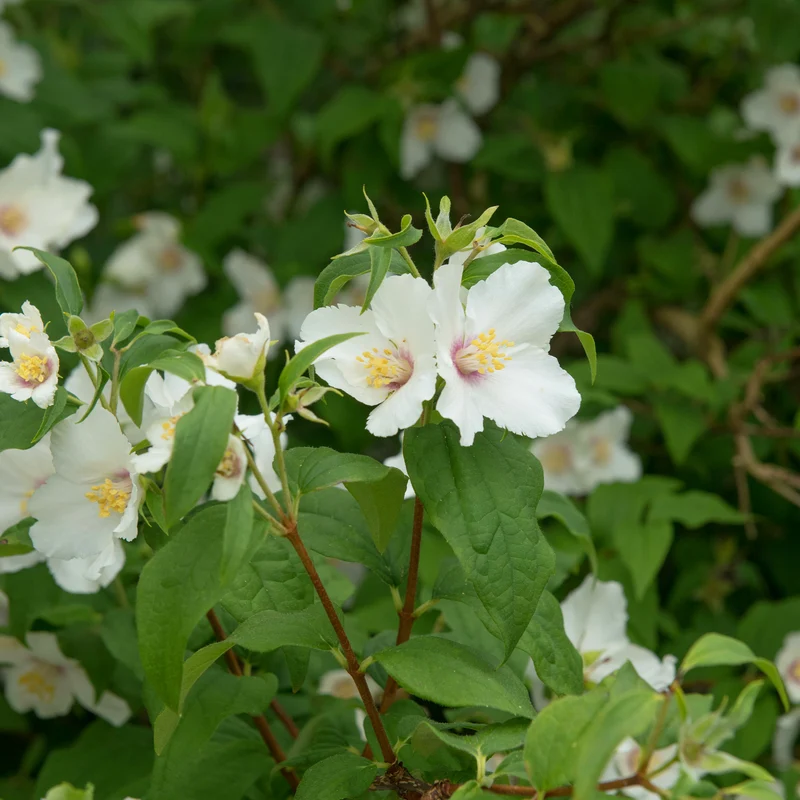 Gartenjasmin 'Belle Etoile'