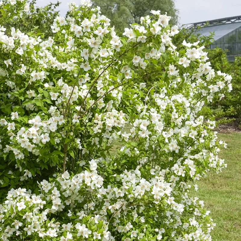 Gartenjasmin 'Belle Etoile'