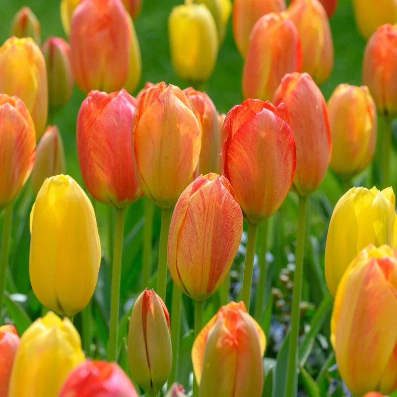 Tulpen ‘Rhapsody of Smiles’ (x5)
