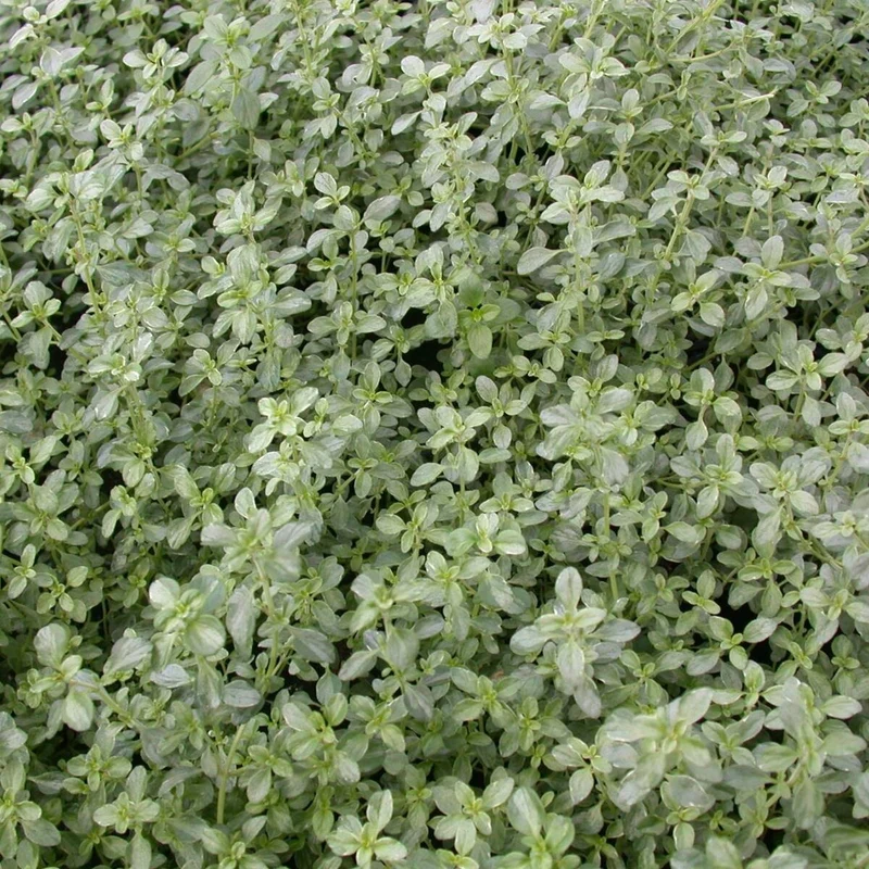 Thymian 'Silver Queen'