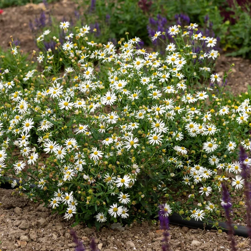 Schönaster 'Alba'