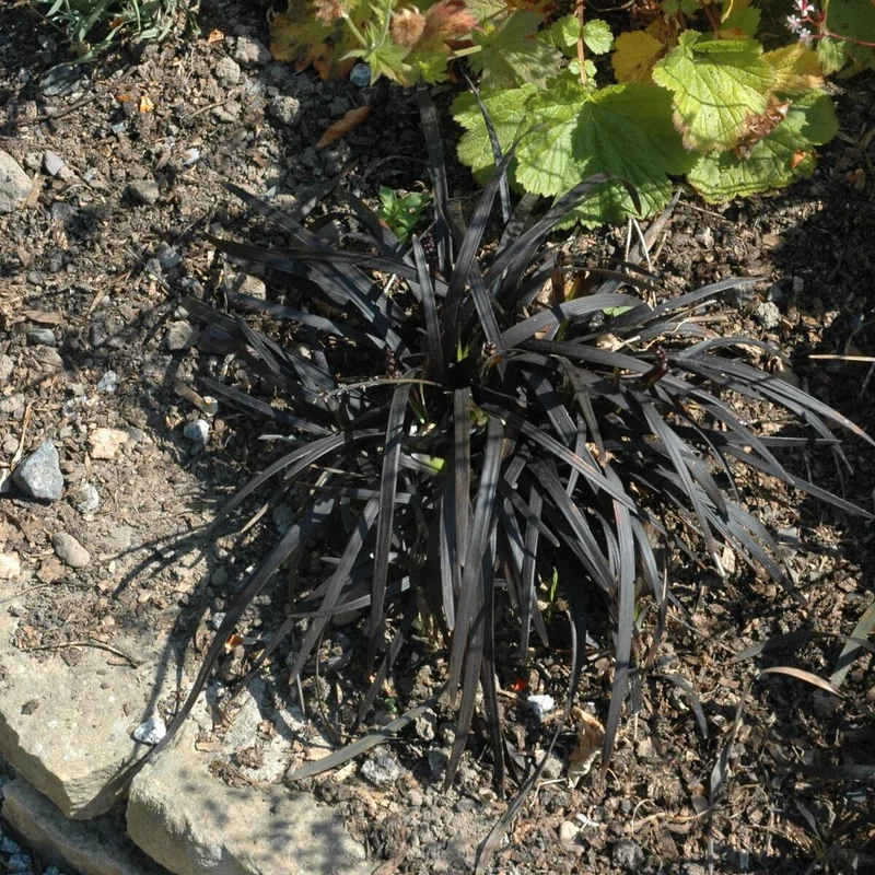 Schwarzer Schlangenbart 'Niger'