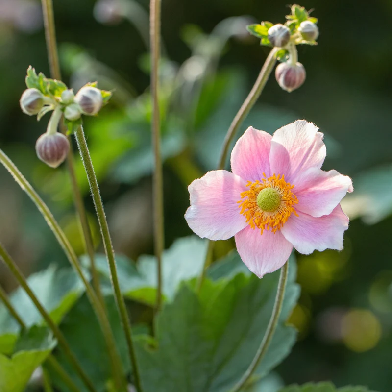 Herbst-Anemone