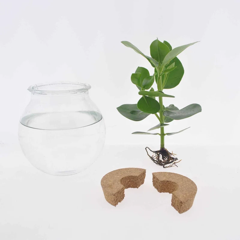 Syngonium im Kugelglas mit LED-Beleuchtung - Hydroponik