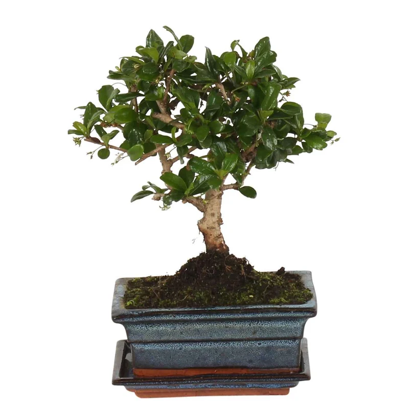 Bonsai Carmona