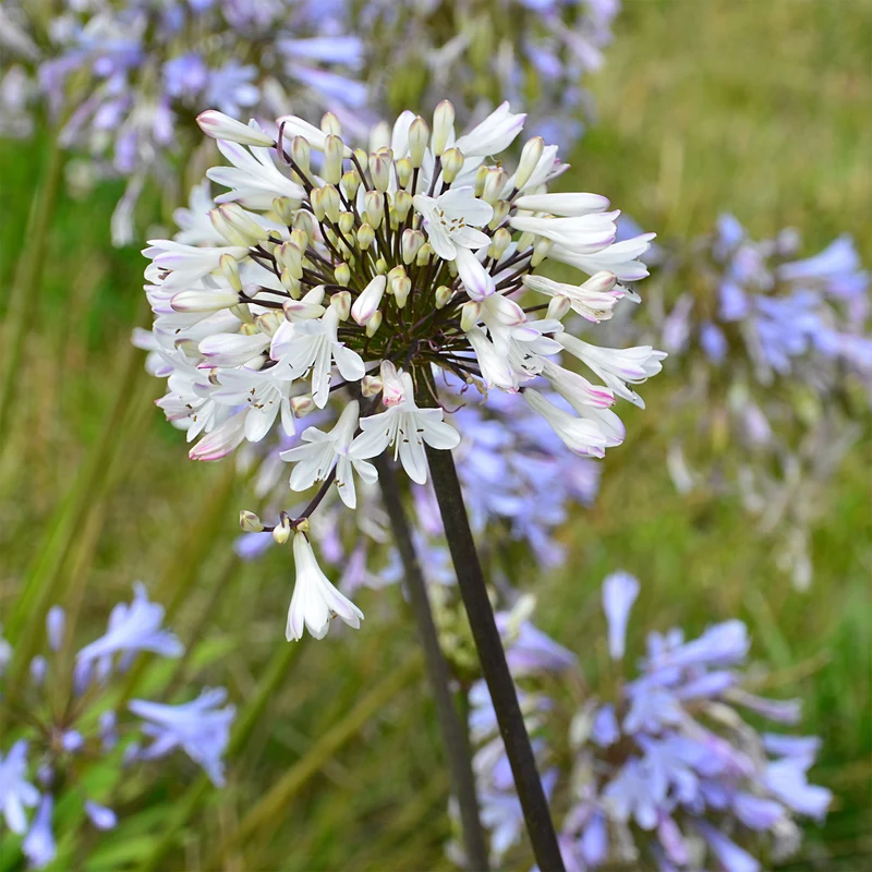 Agapanthus Graphite® White TurK8 - Schmucklilie