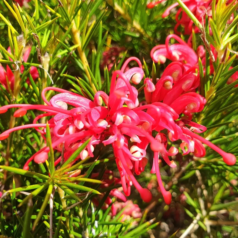 Grevillea juniperina