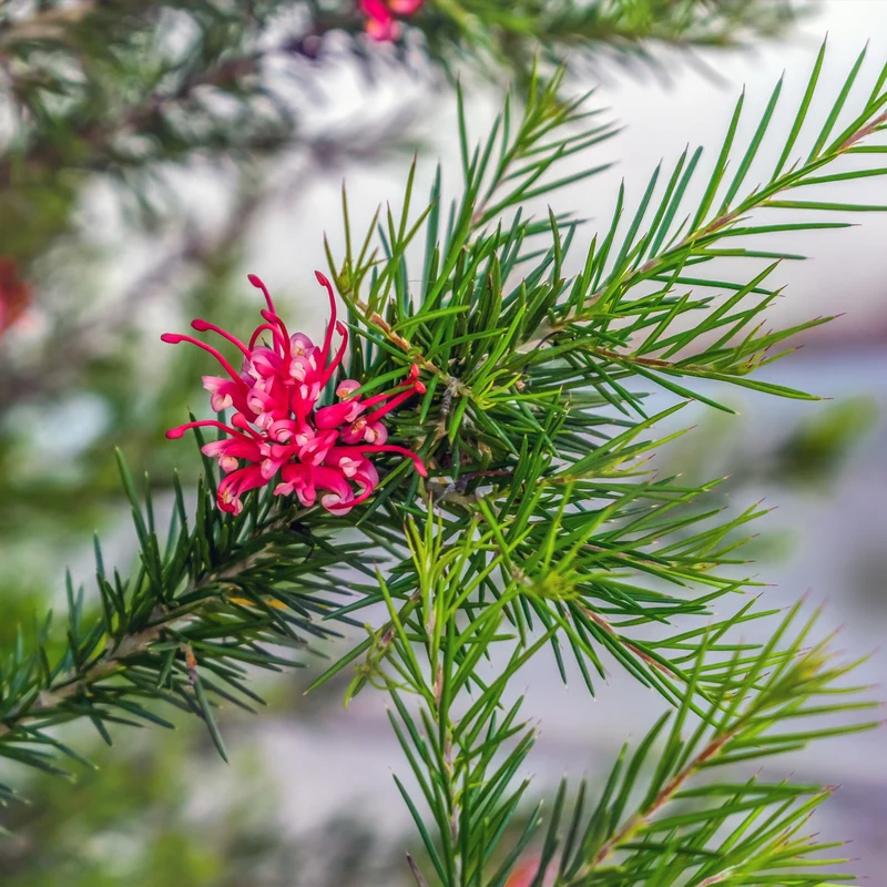 Grevillea juniperina