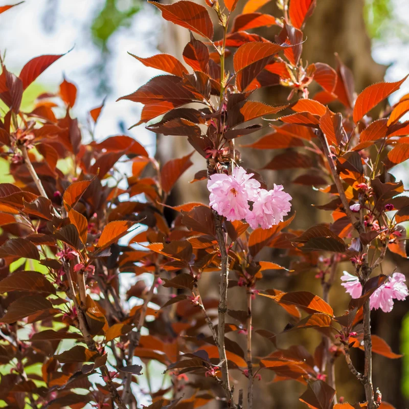Japanische Blütenkirsche ‘Royal Burgundy’