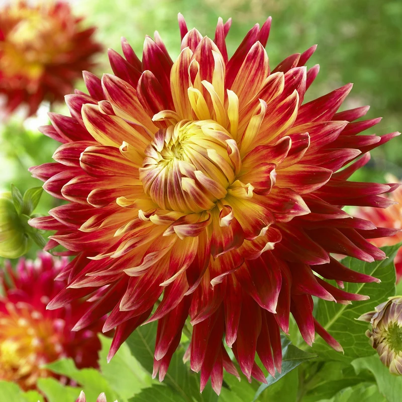 Dahlia 'Akita'