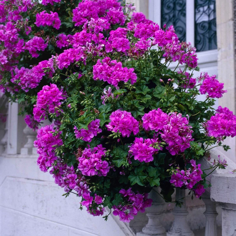 Stehende Geranie 'Dark Lilac'