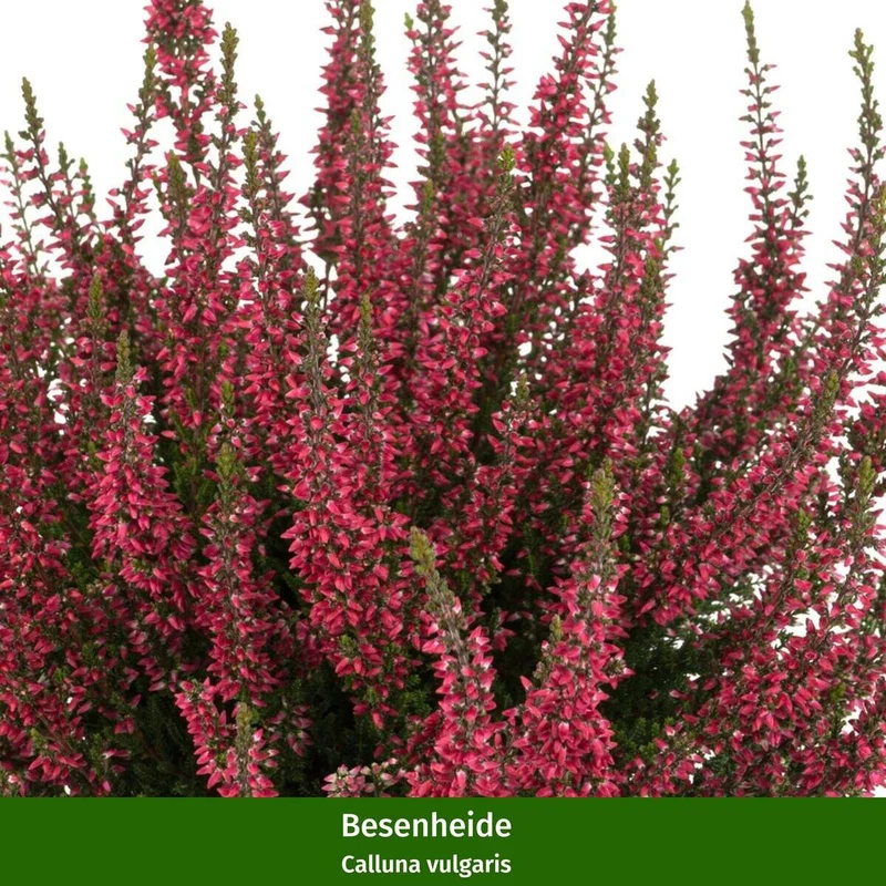 Balkonblumen "Alpenherbst"